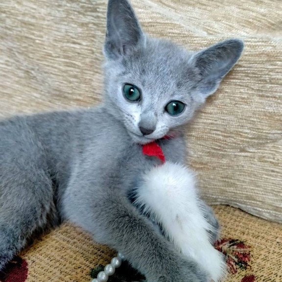 Russian Blue Mila