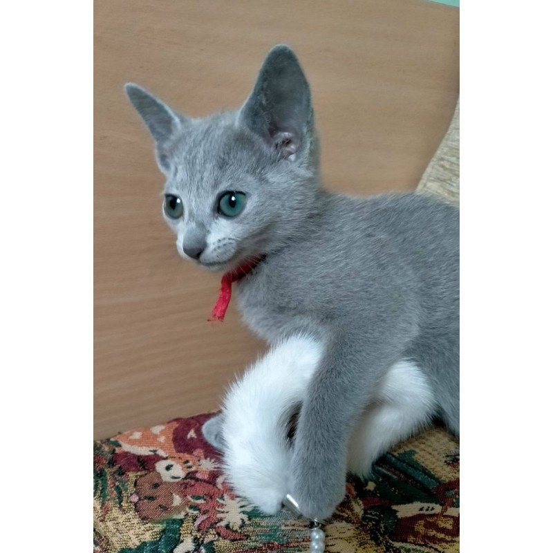 Russian Blue Mila