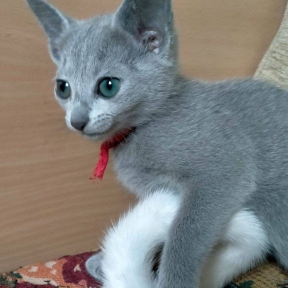 Russian Blue Mila