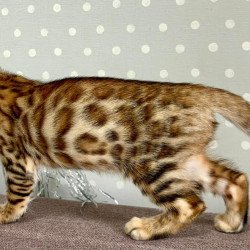 Bengal Texas