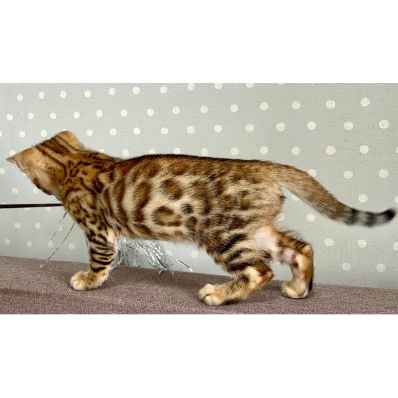 Bengal Texas