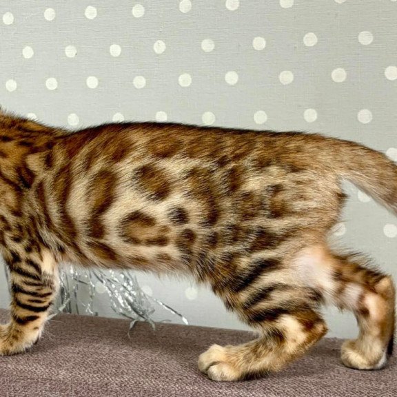Bengal Texas