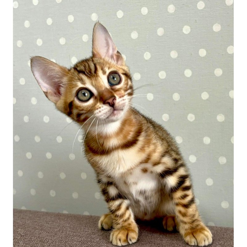 Bengal Texas