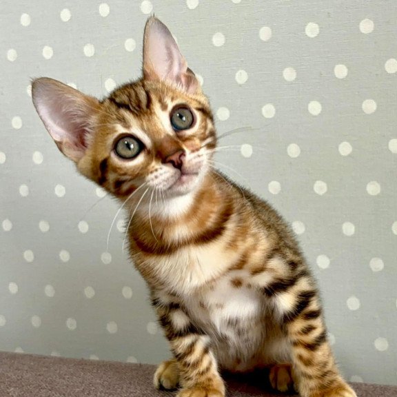 Bengal Texas