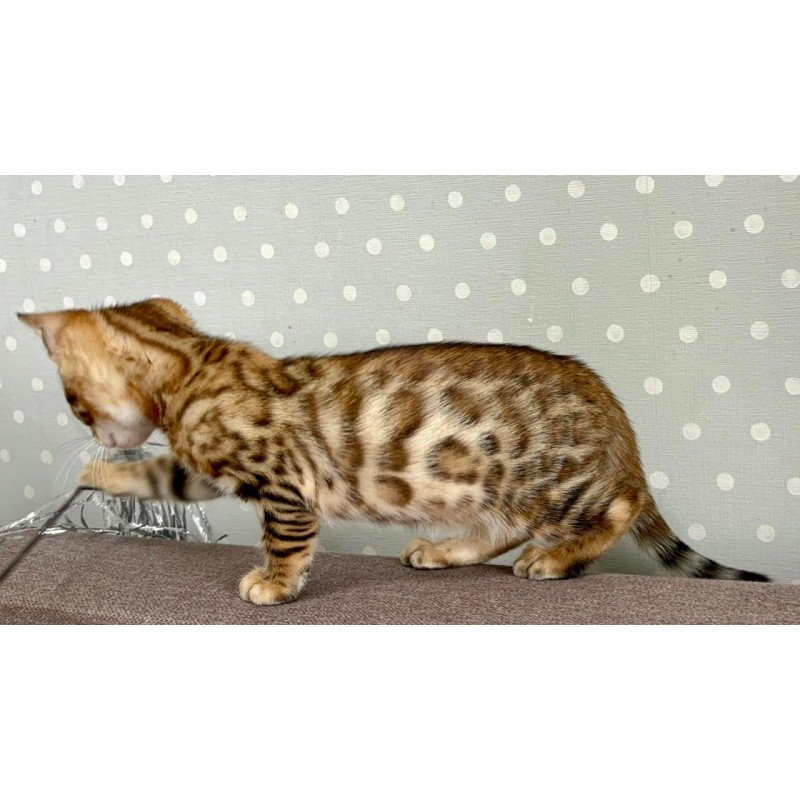 Bengal Texas