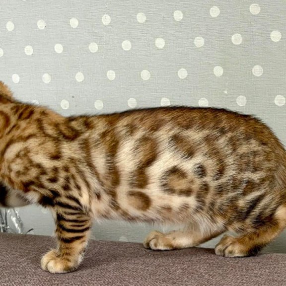 Bengal Texas