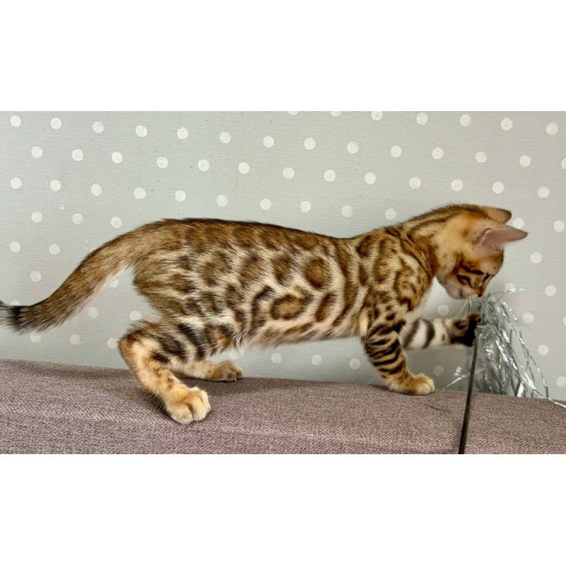 Bengal Texas