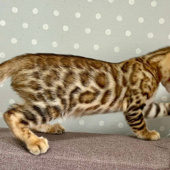 Bengal Texas