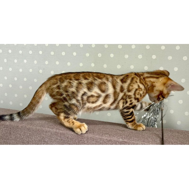 Bengal Texas