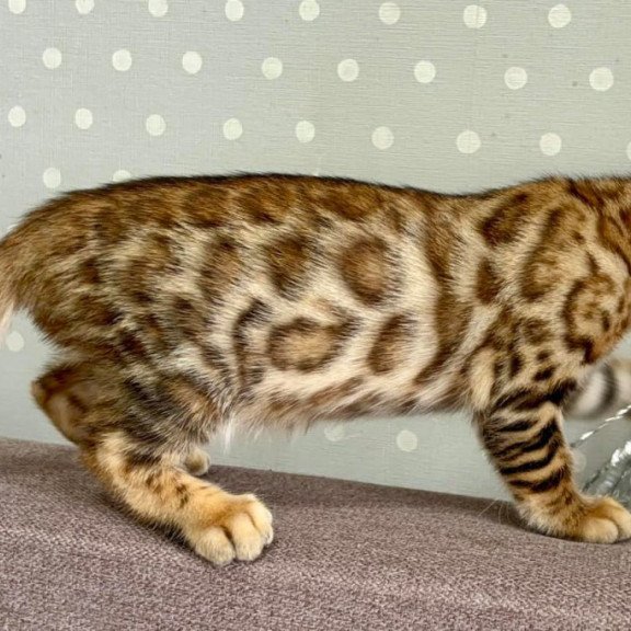 Bengal Texas