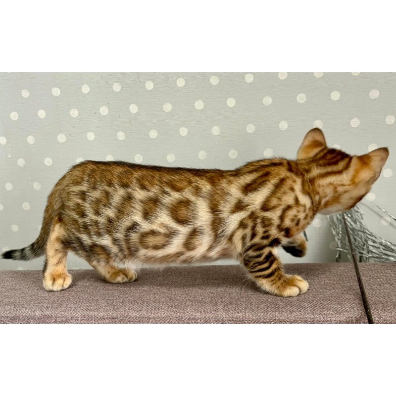 Bengal Texas