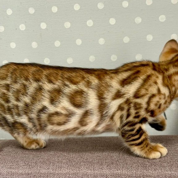 Bengal Texas