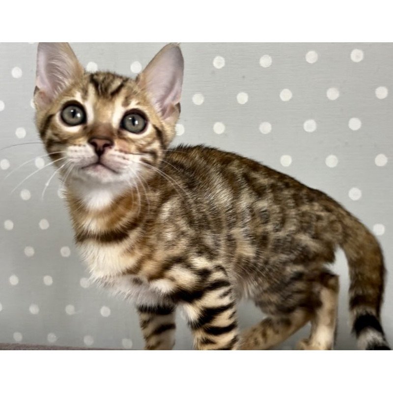 Bengal Texas