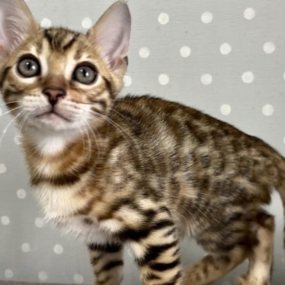 Bengal Texas
