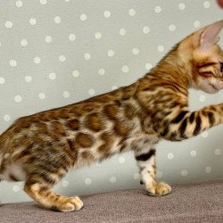 Bengal Temin