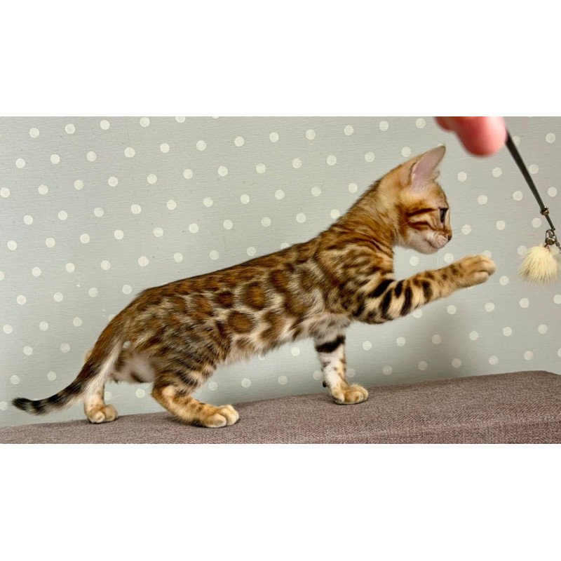 Bengal Temin