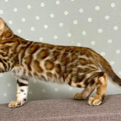 Bengal Temin