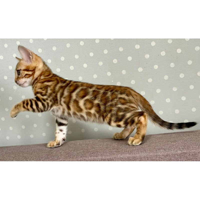 Bengal Temin
