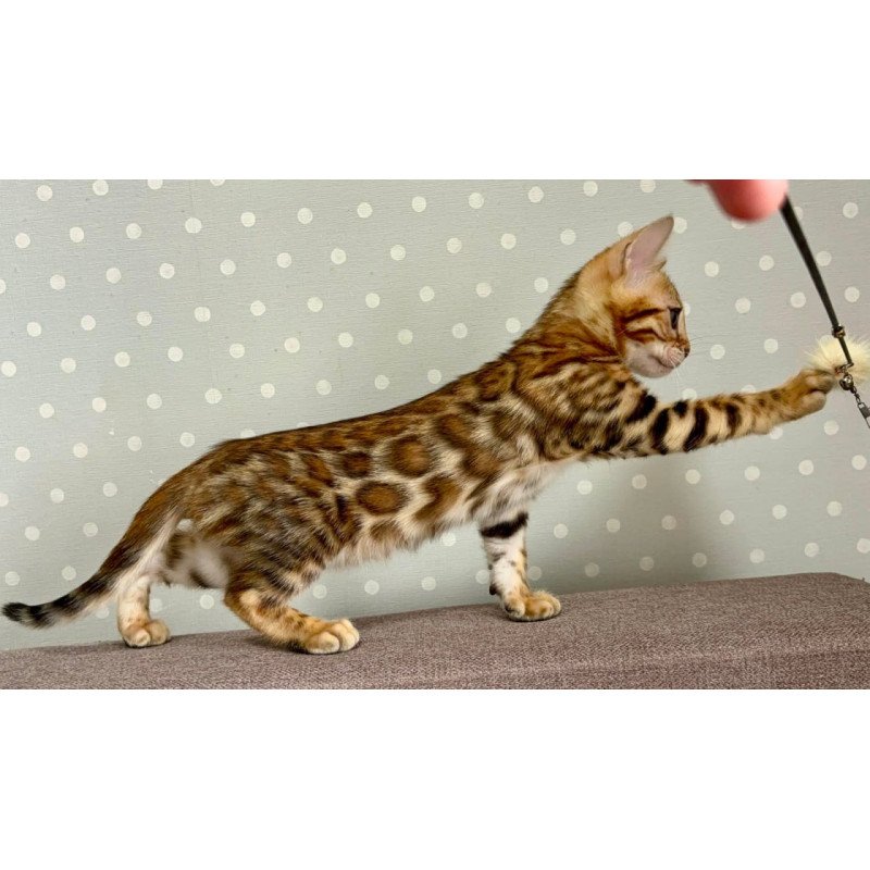 Bengal Temin