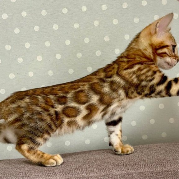 Bengal Temin