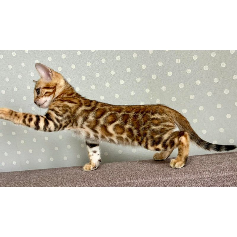 Bengal Temin