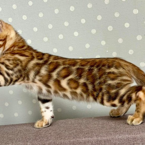 Bengal Temin