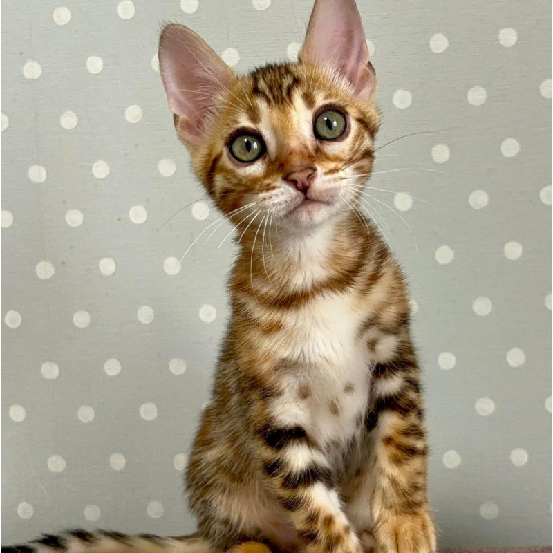 Bengal Temin