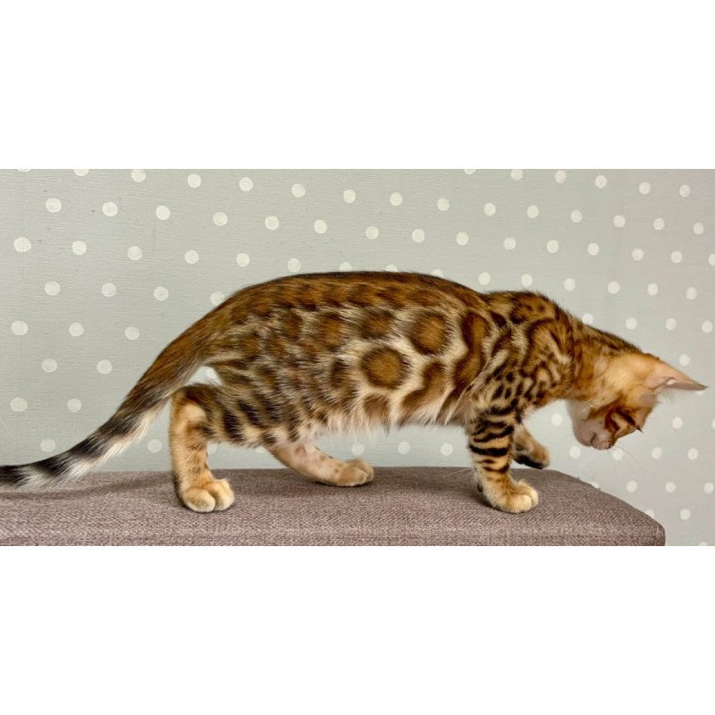 Bengal Temin