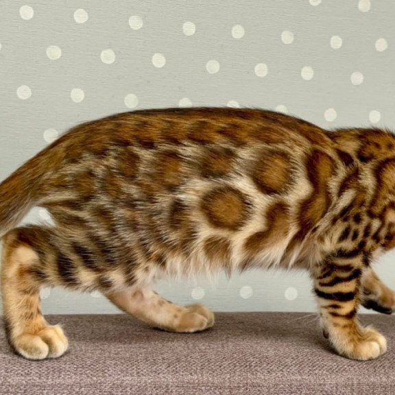 Bengal Temin