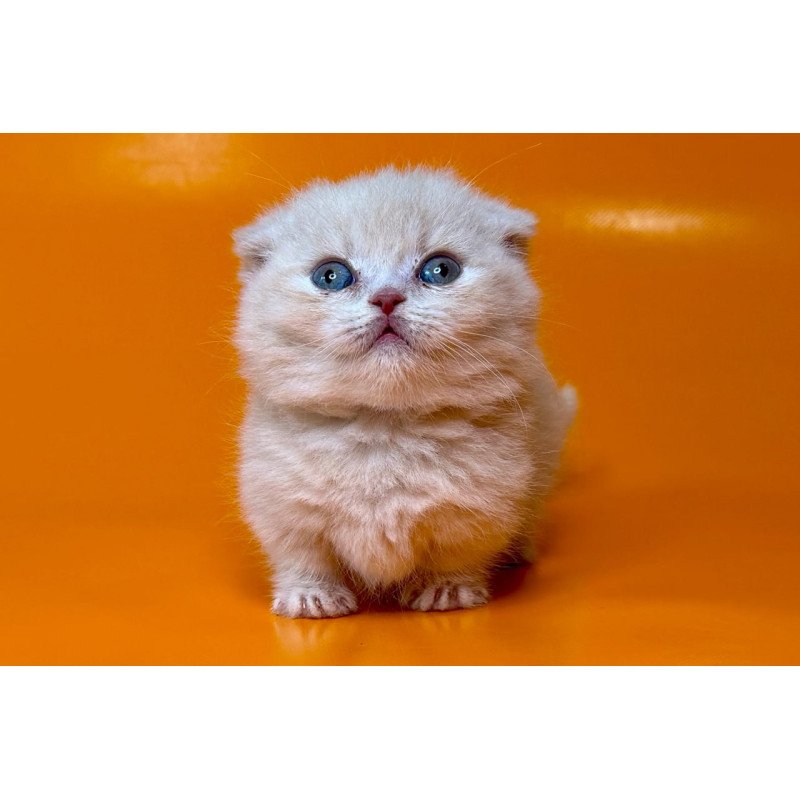 Munchkin Caspian