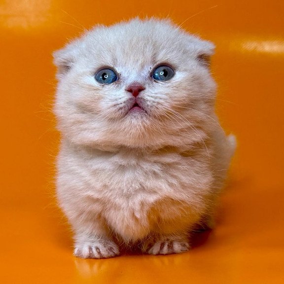 Munchkin Caspian