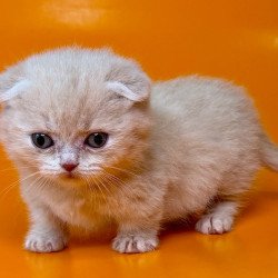 Munchkin Caspian
