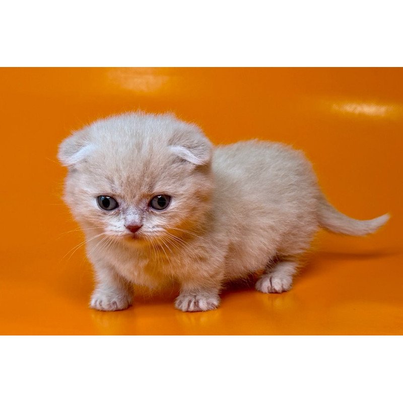 Munchkin Caspian