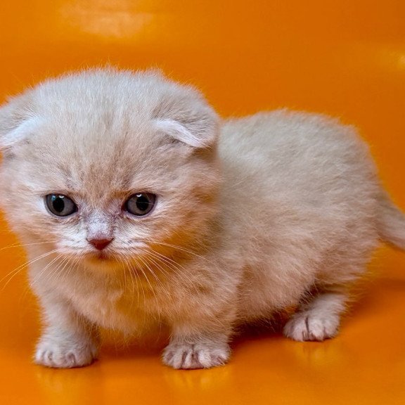 Munchkin Caspian