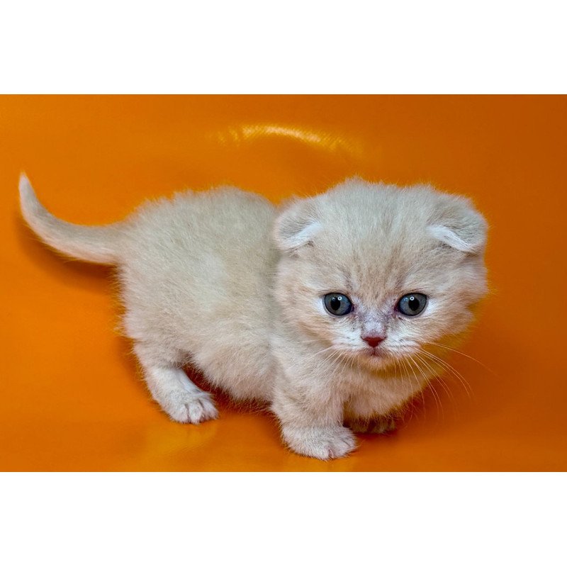 Munchkin Caspian