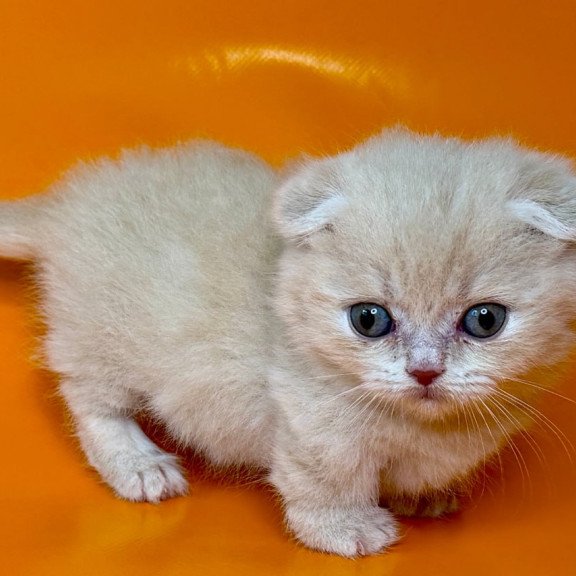 Munchkin Caspian