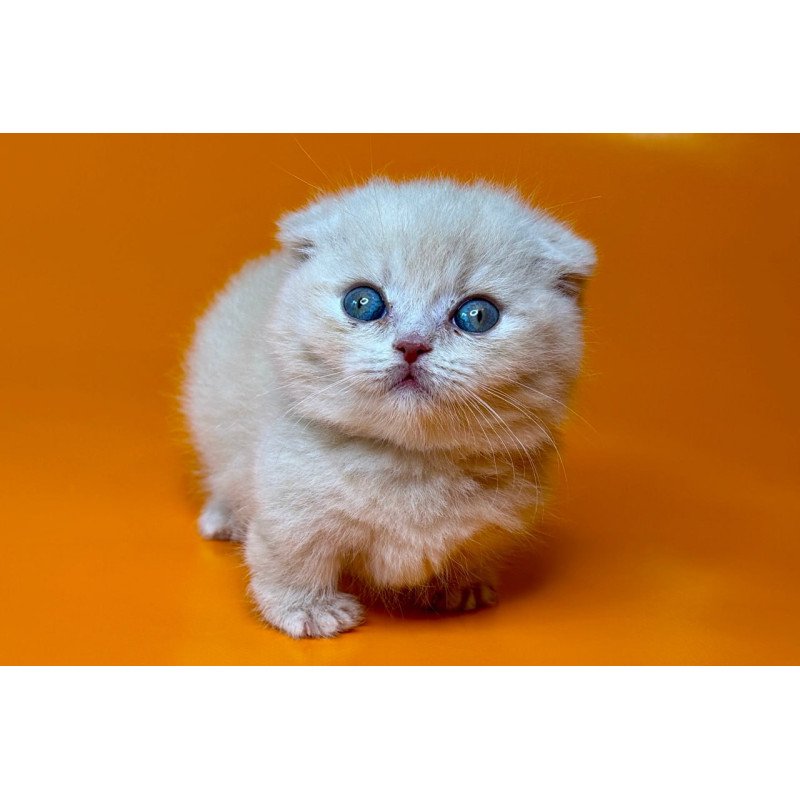 Munchkin Caspian