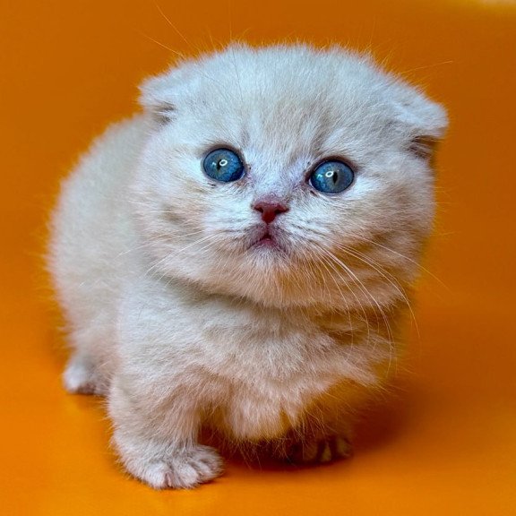 Munchkin Caspian