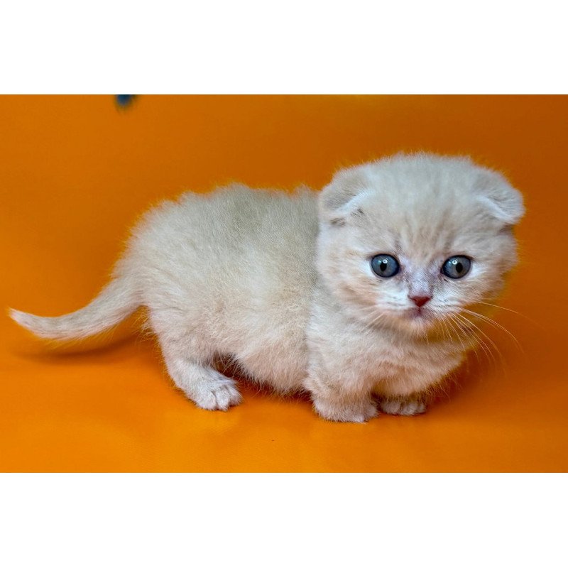 Munchkin Caspian
