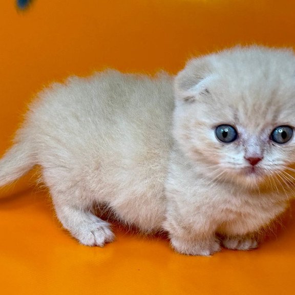 Munchkin Caspian