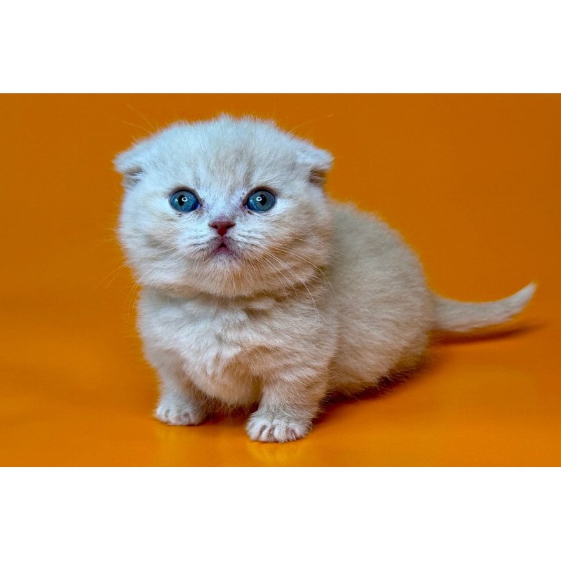 Munchkin Caspian