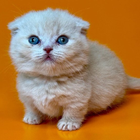 Munchkin Caspian