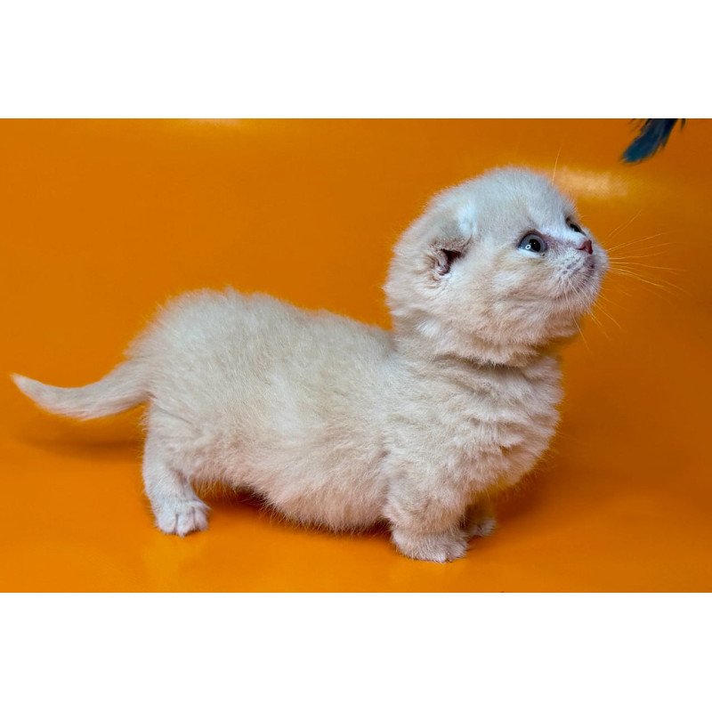 Munchkin Caspian
