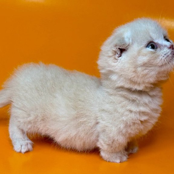 Munchkin Caspian