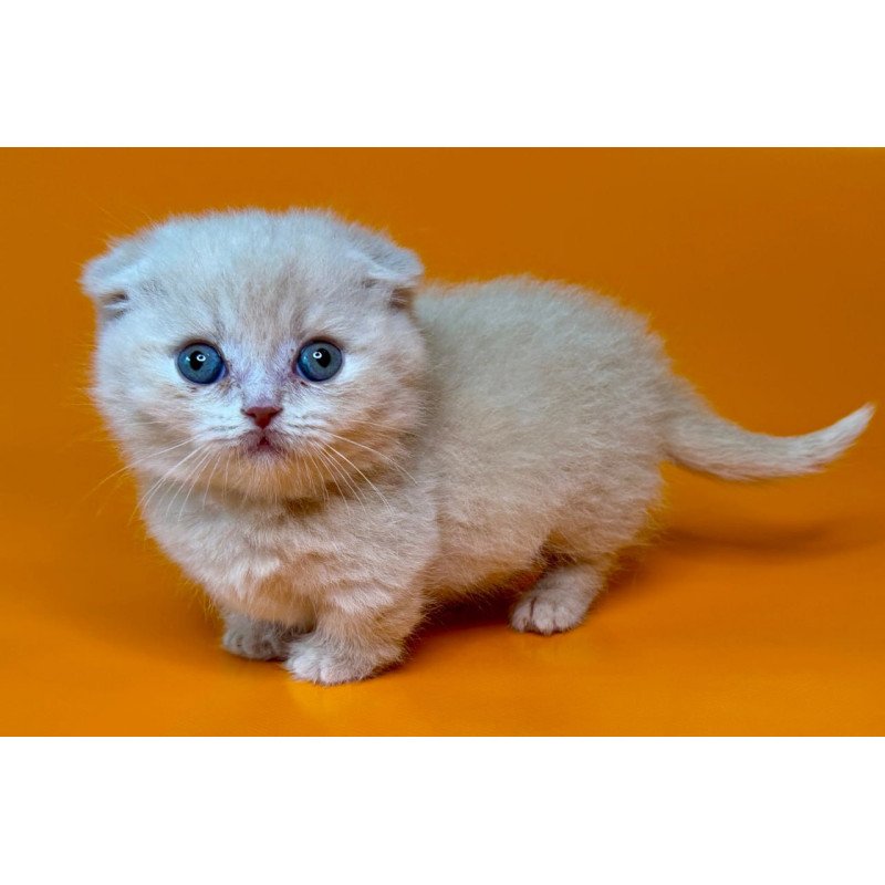 Munchkin Caspian