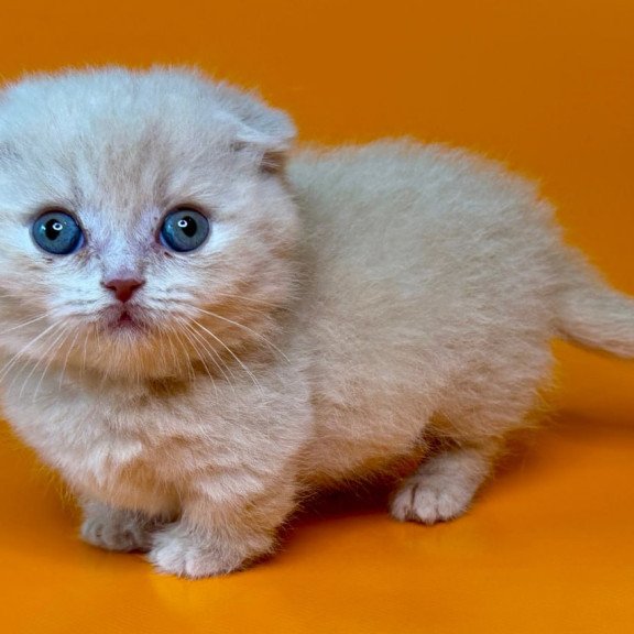Munchkin Caspian