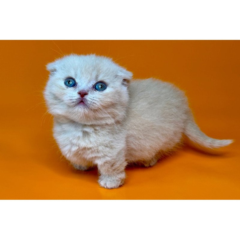 Munchkin Caspian