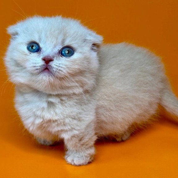 Munchkin Caspian