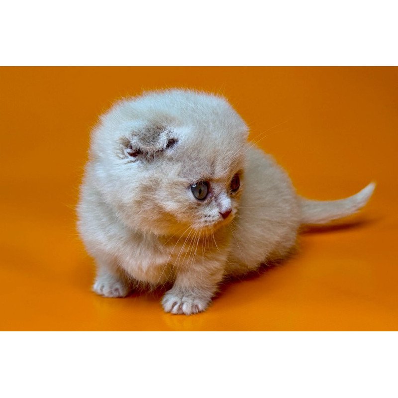 Munchkin Caspian