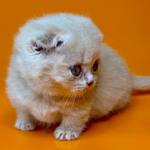 Munchkin Caspian